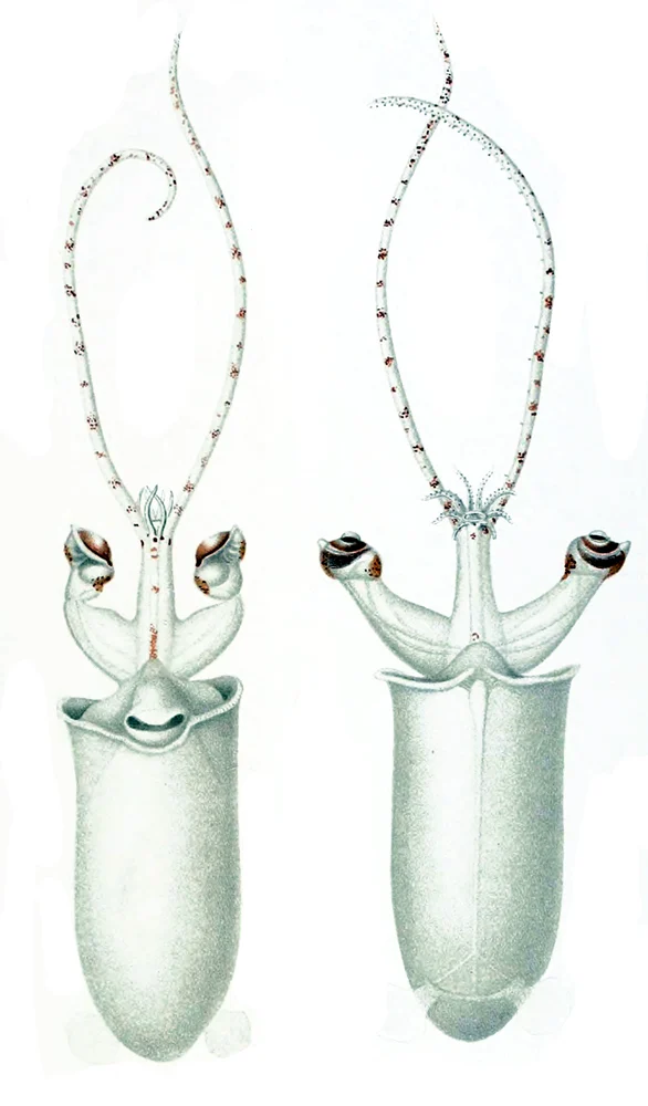 Lyre Cranch Squid