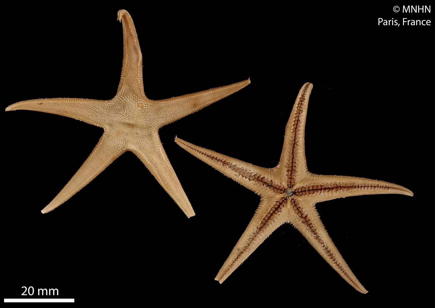Bathybiaster loripes