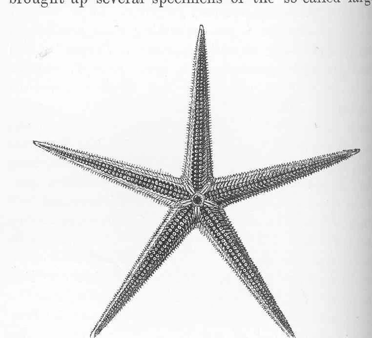 Bathybiaster vexillifer
