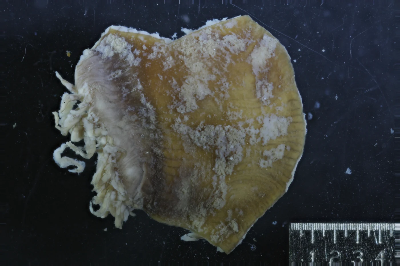 North Pole sea anemone
