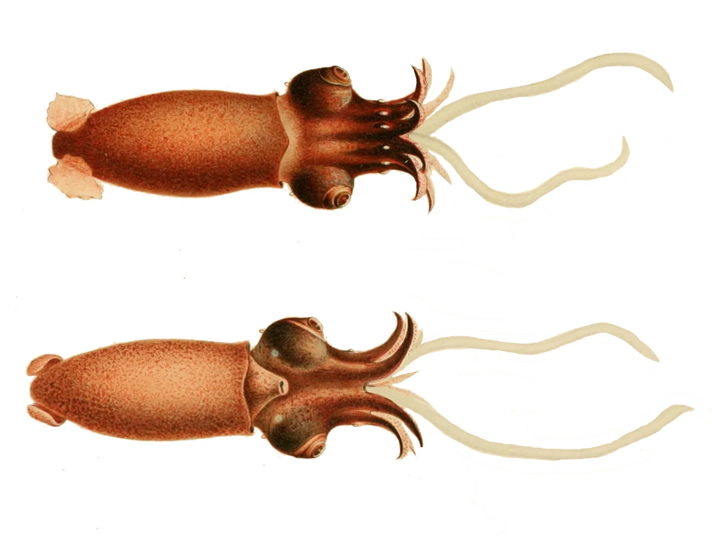 Abyssal Squid