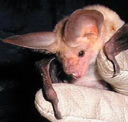 Van Gelder's Bat