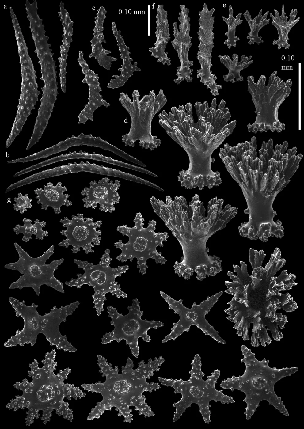 supple sea fan coral
