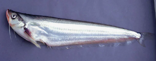 Twisted-jaw Sheatfish