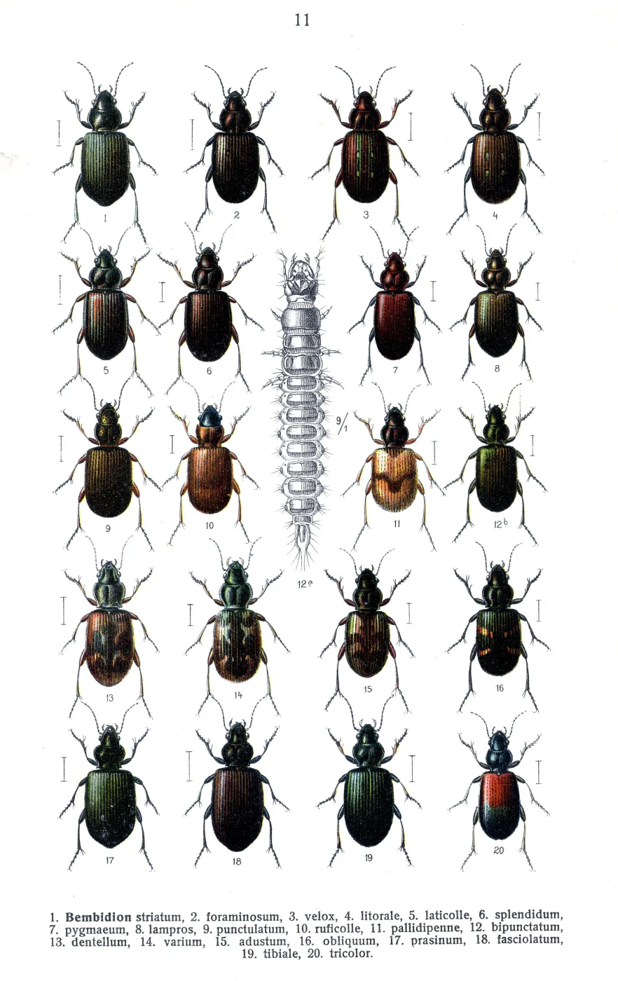 Shiny riverbank ground beetle