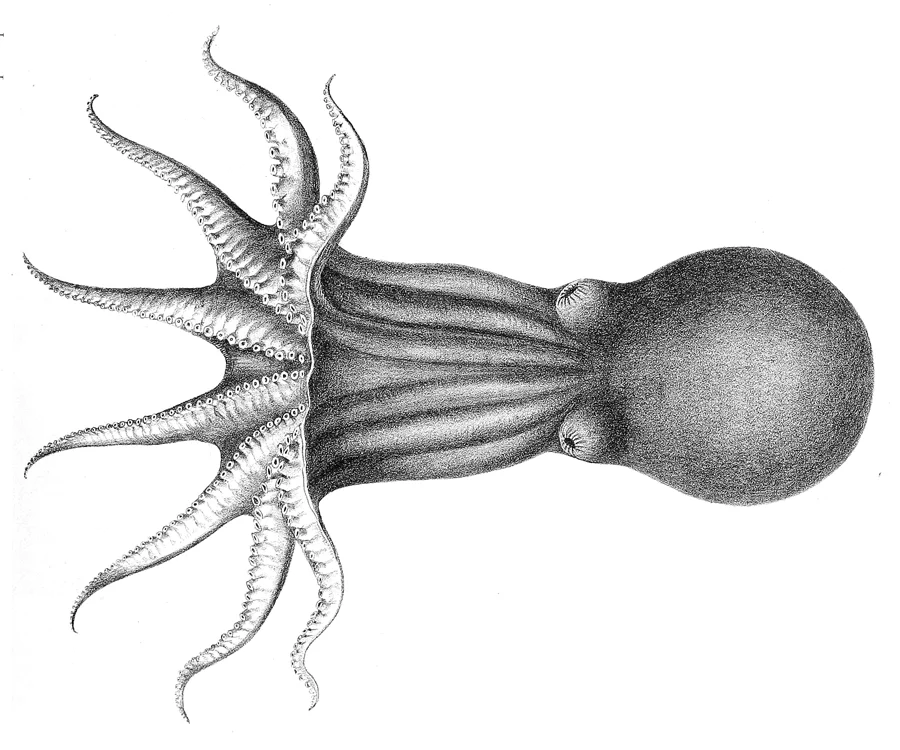 Bentheledone albida