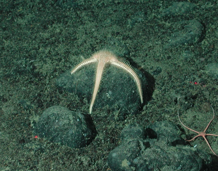 Benthopecten mutabilis