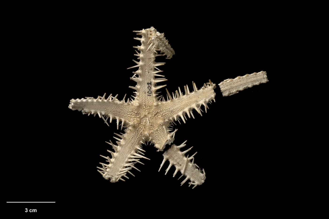 Benthopecten pikei