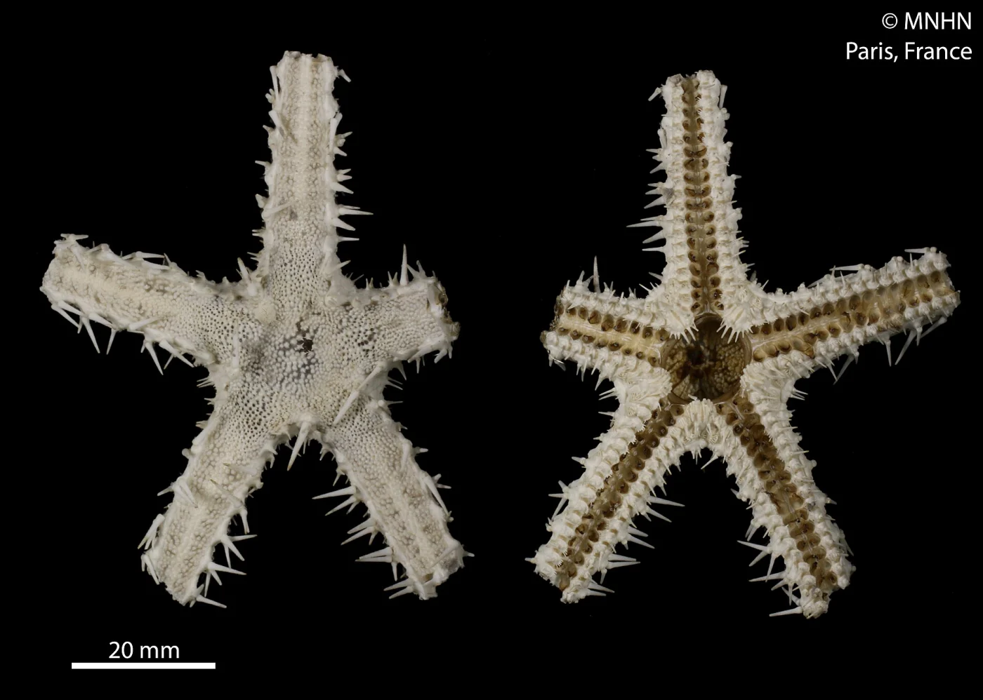 Benthopecten simplex