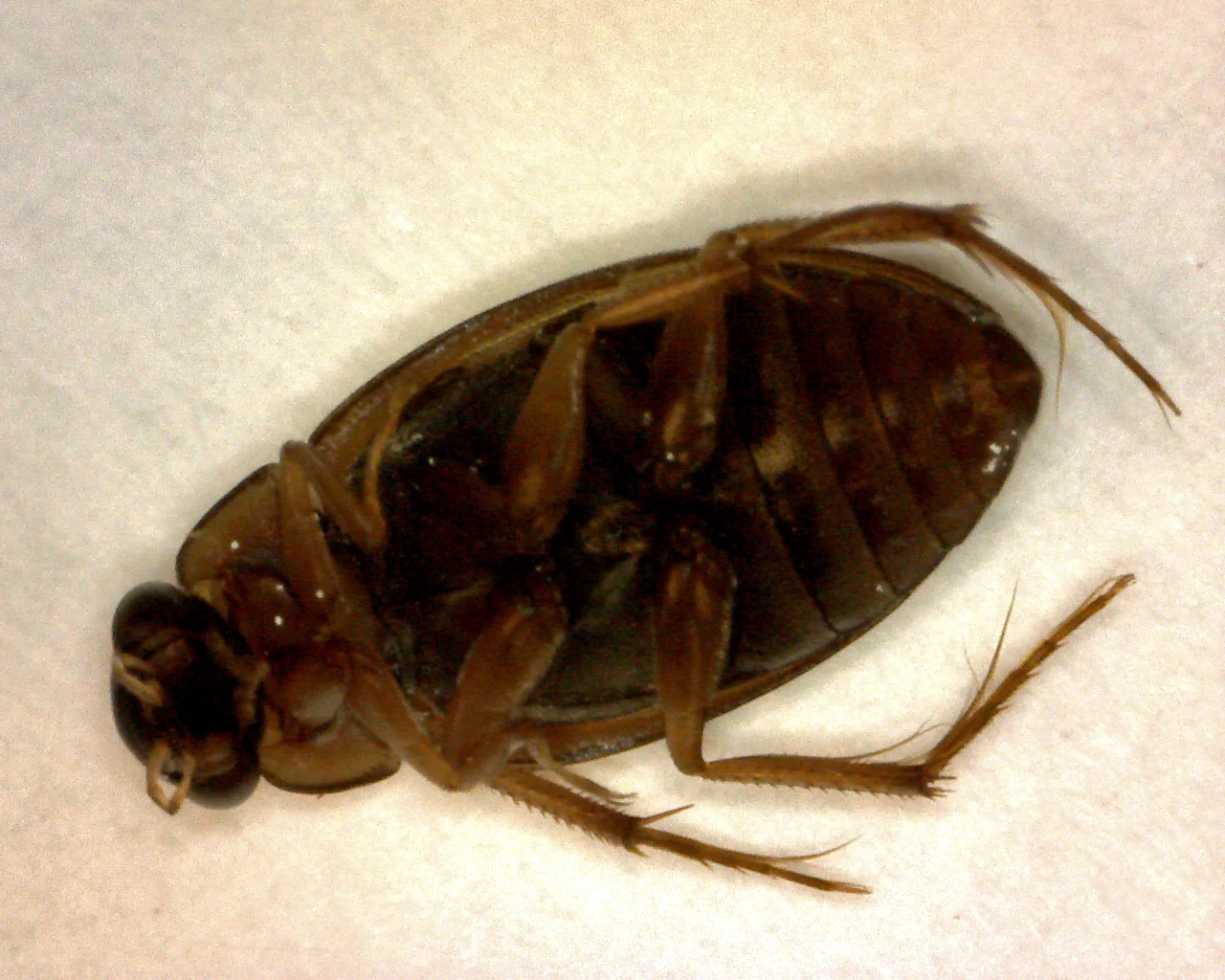 common water beetle