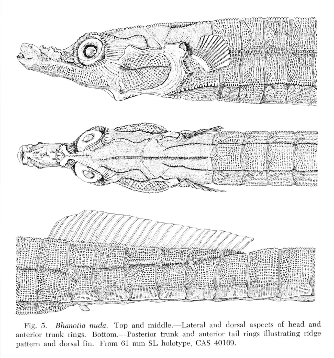 Naked Pipefish