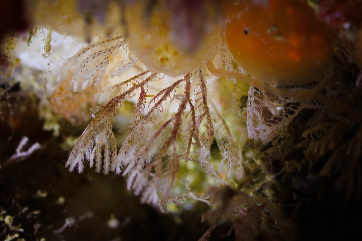 Bicrisia gibraltarensis