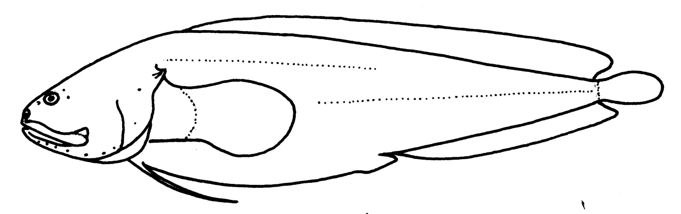 freetail brotula