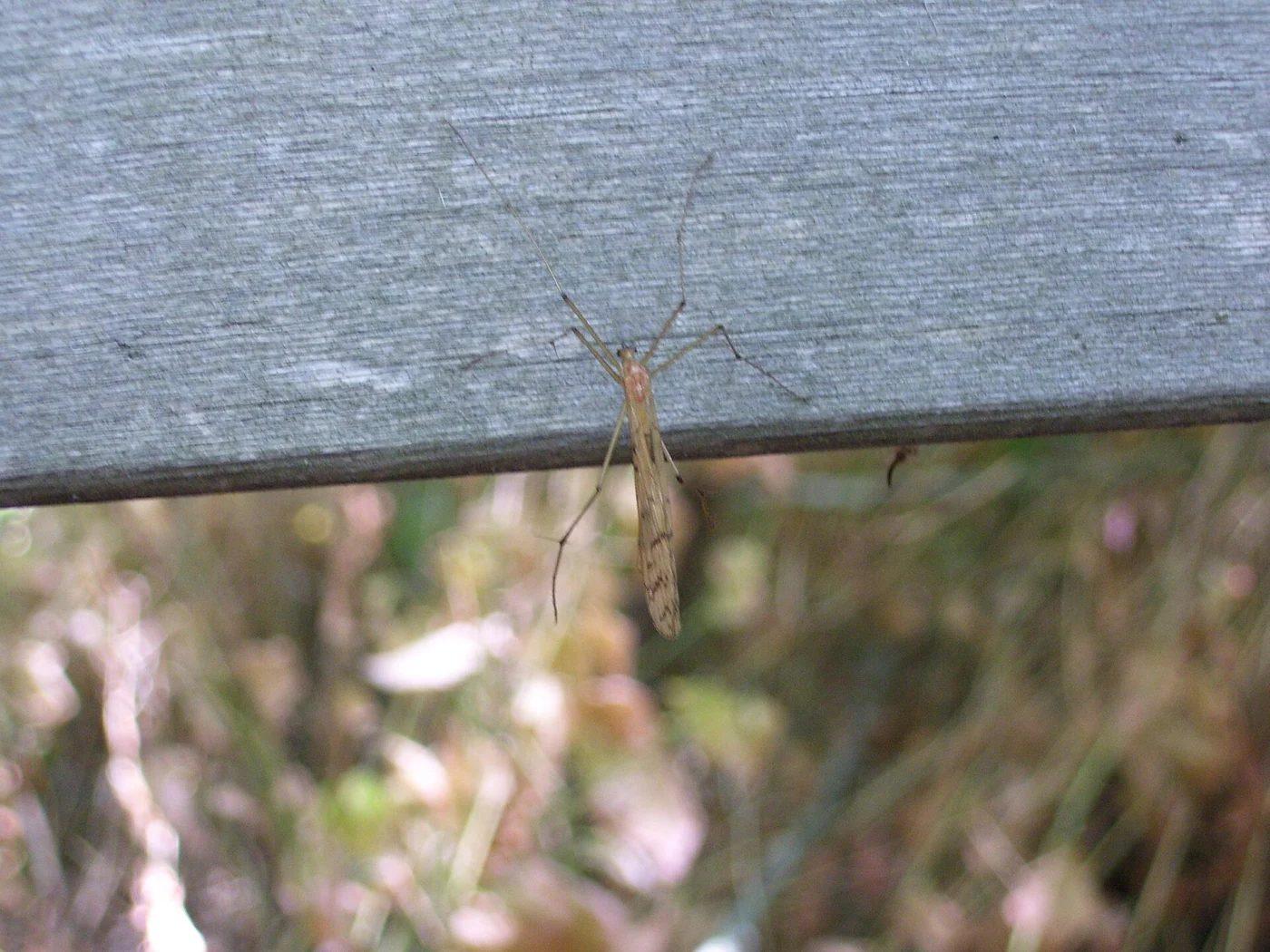 Thin Hangingfly