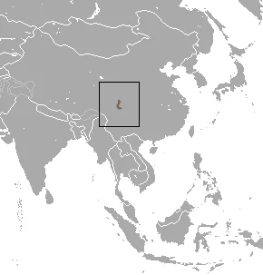 Asian Short-tailed Shrew