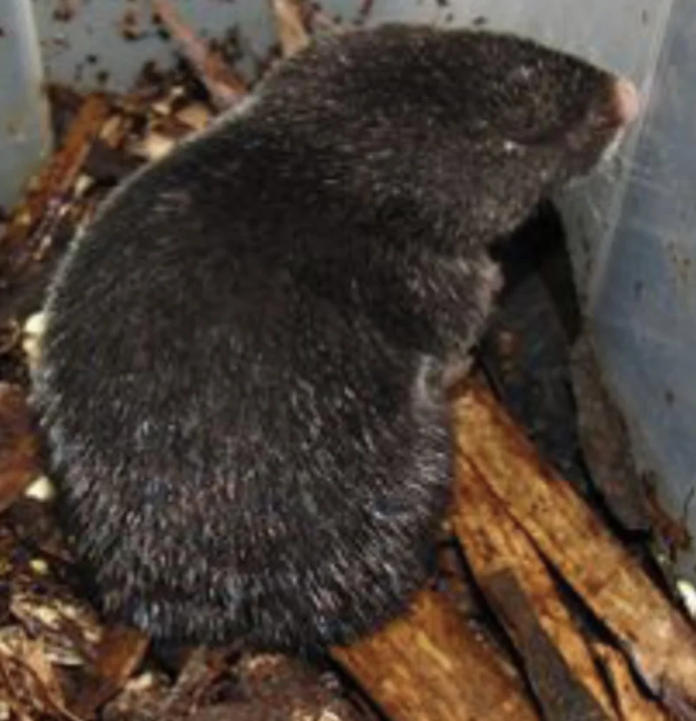 Atlantic Forest Burrowing Mouse