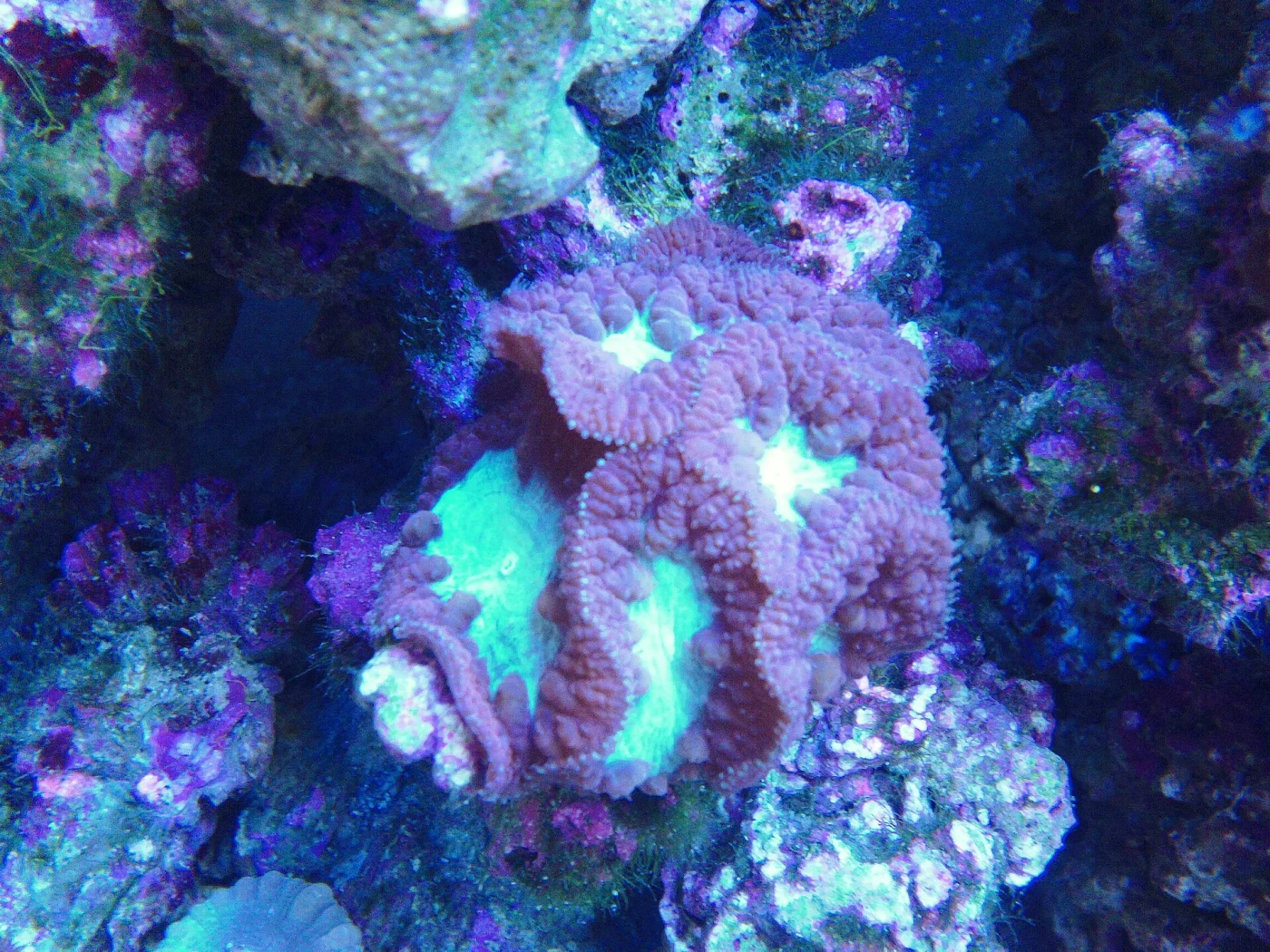 branched cup coral