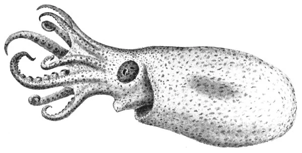 Pygmy Pelagic Octopod