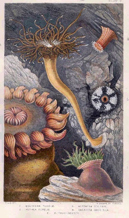 greater sea anemone