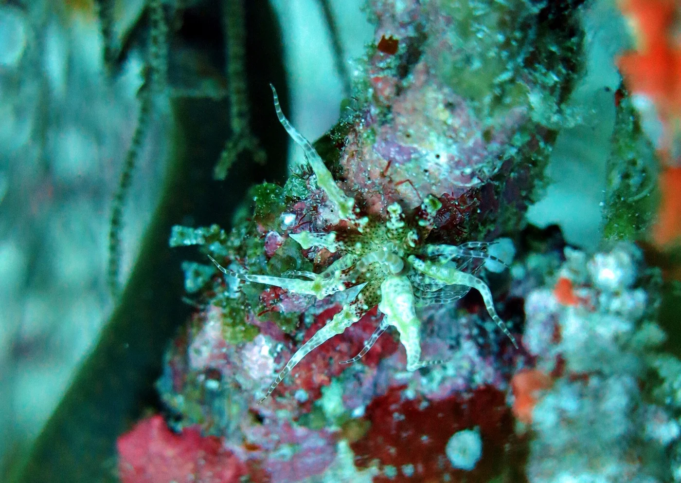 Swimming anemone