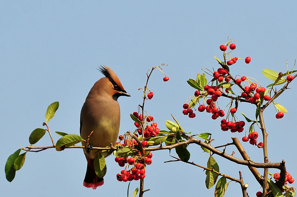 Asian Waxwing