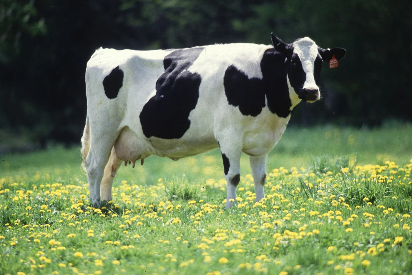 Aurochs