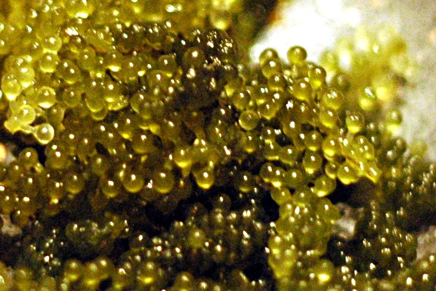 Sea Grapes