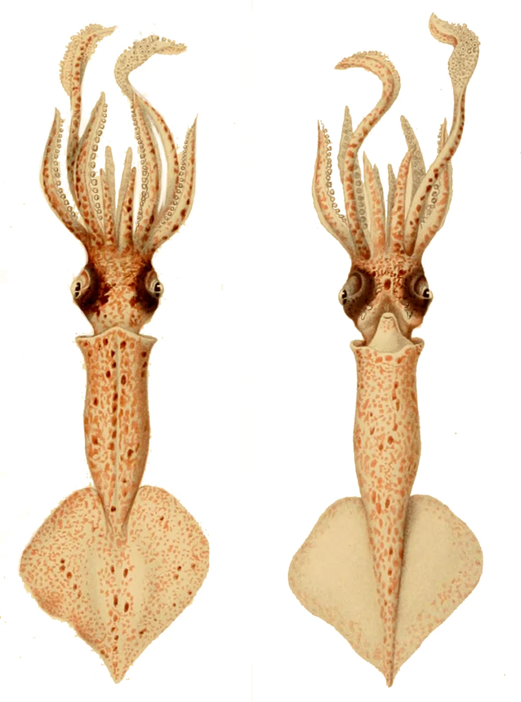 ornate arm squid