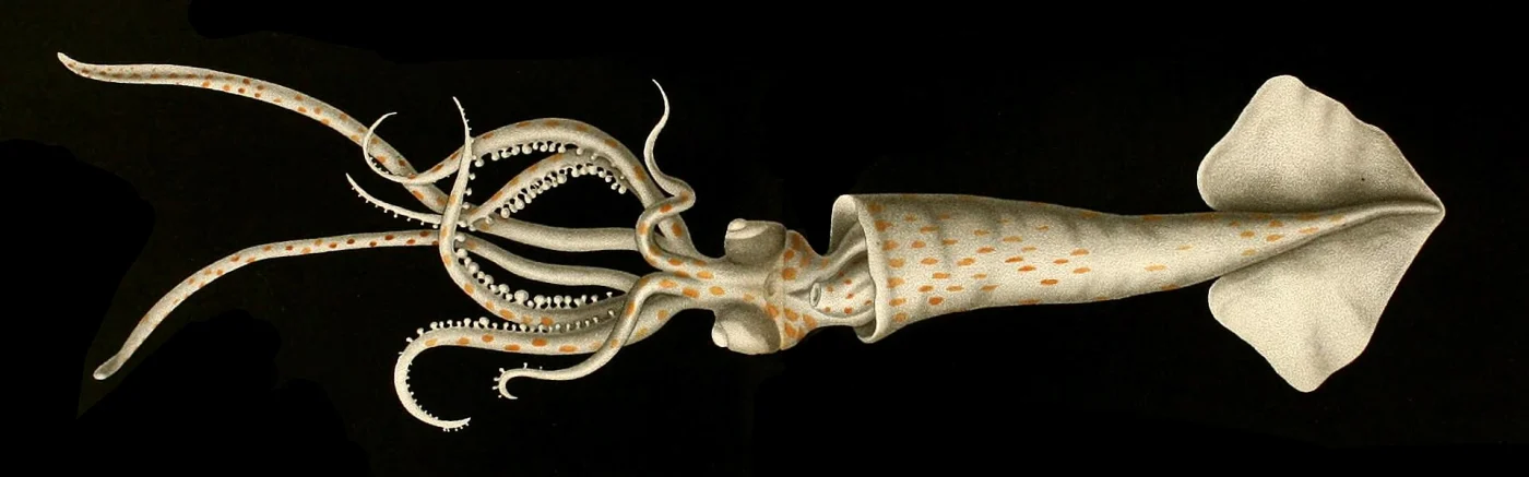 Common arm squid
