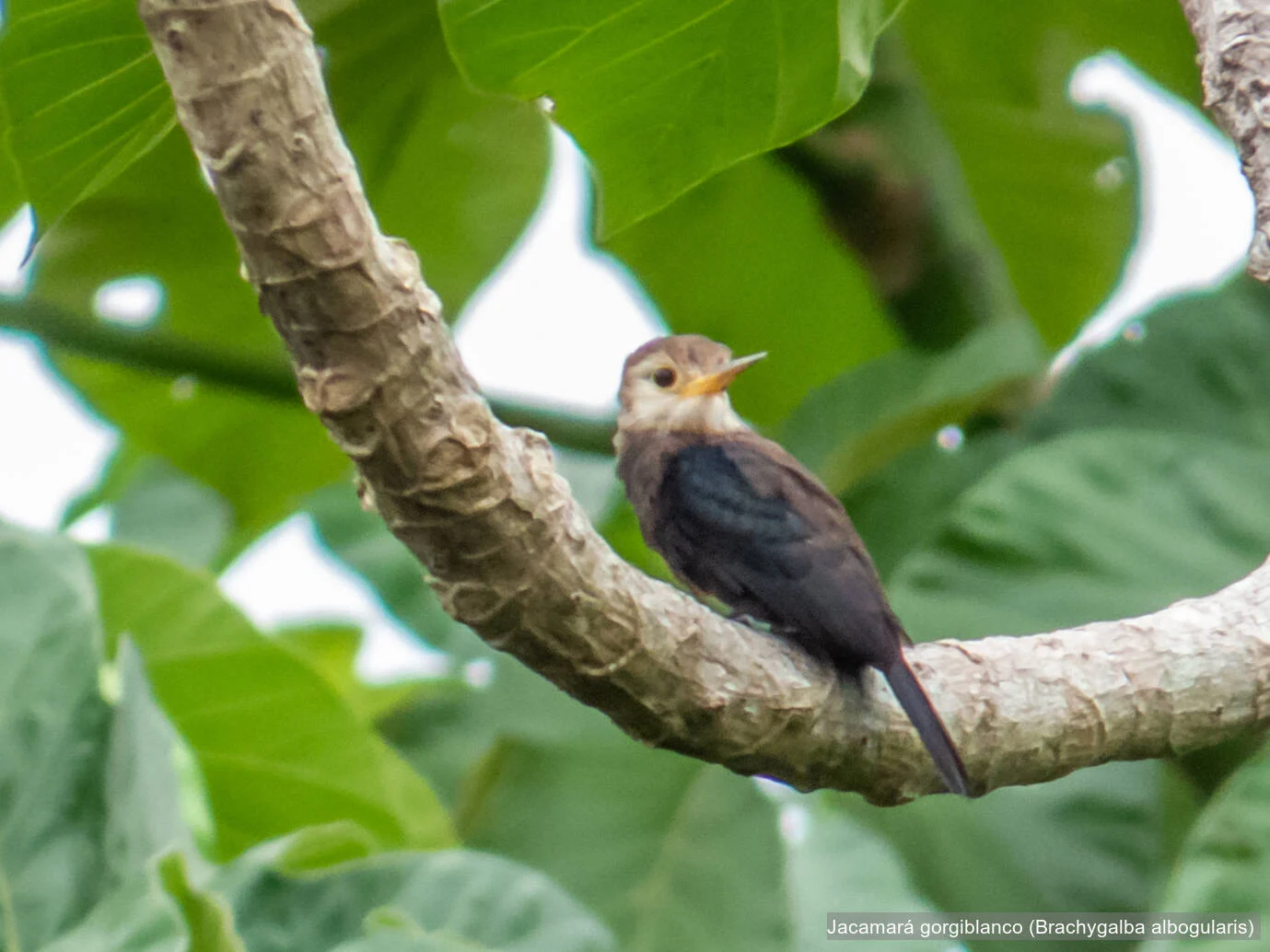 White-throated Jacamar
