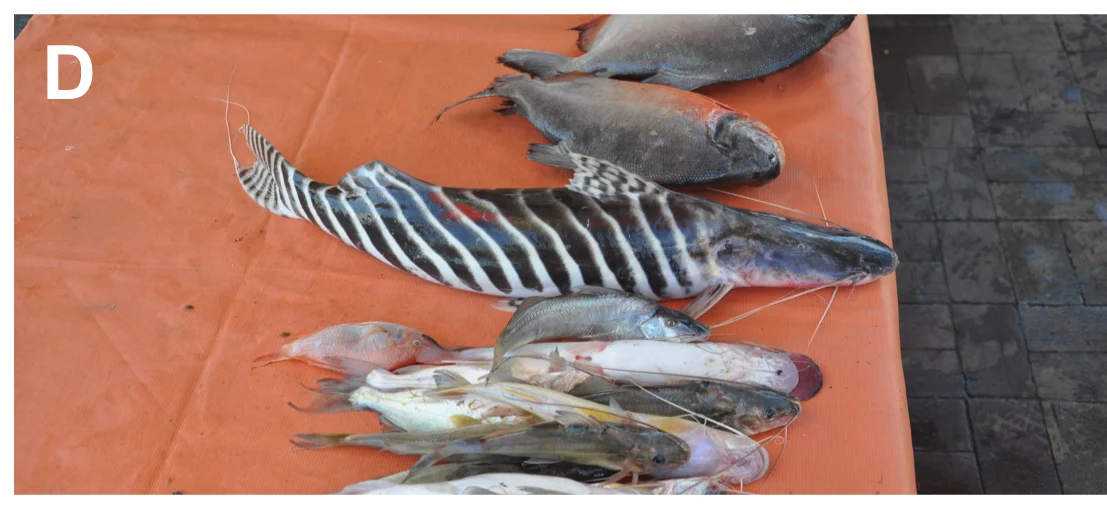 Tiger-striped Catfish