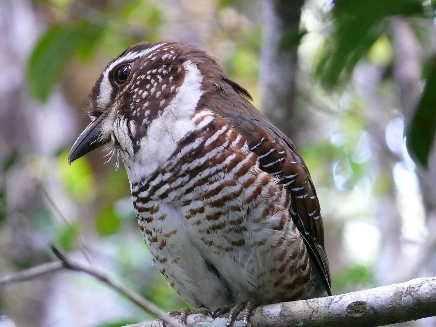 Short-legged Ground Roller