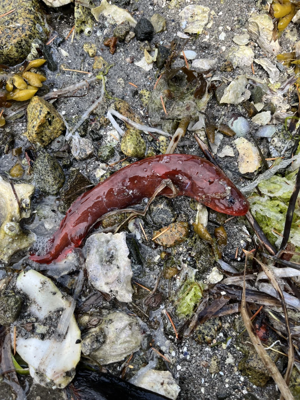 red brotula