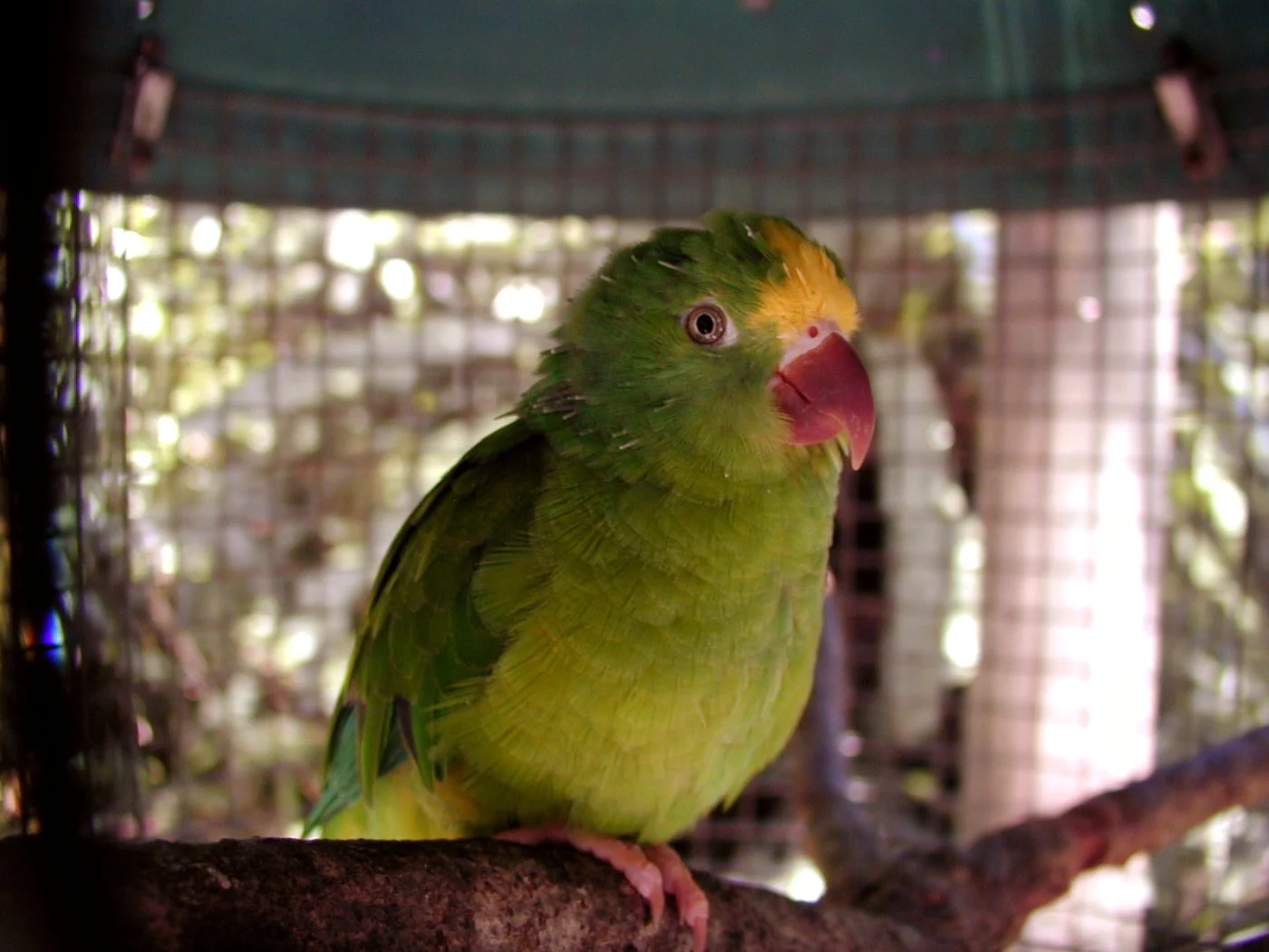Tui Parakeet