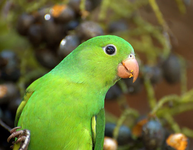 Plain Parakeet