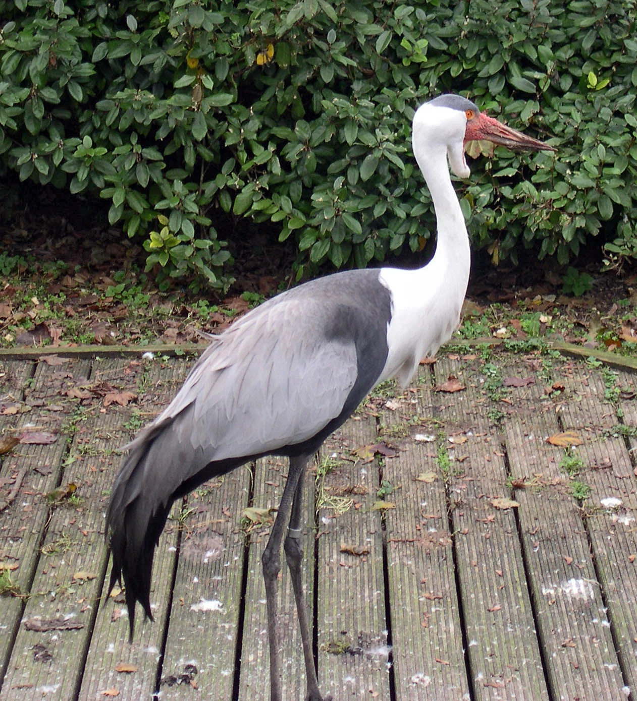 Wattled Crane