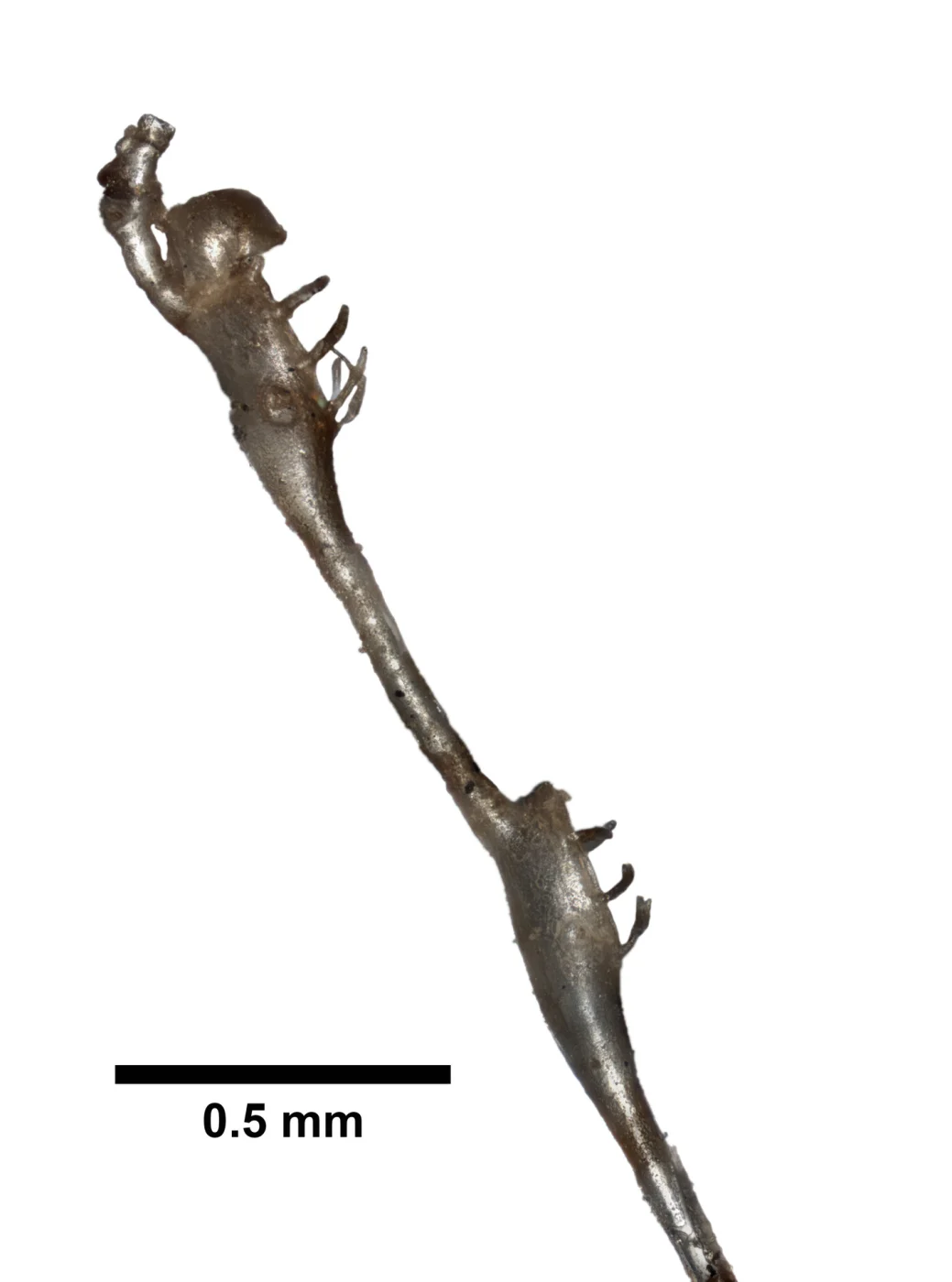 Bugulella sinica