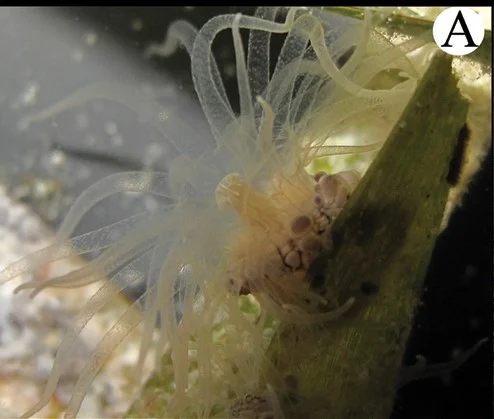 stining mangrove anemone