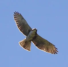 White-throated Hawk