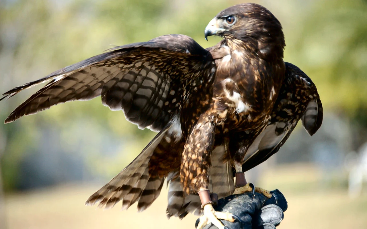 Short-tailed Hawk