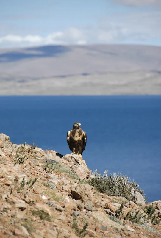 Upland Buzzard