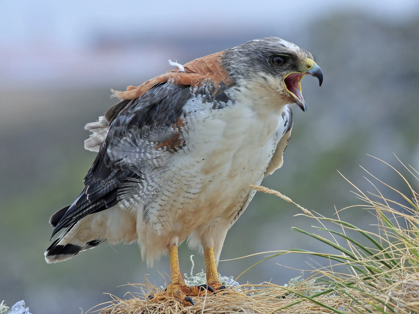 Variable Hawk