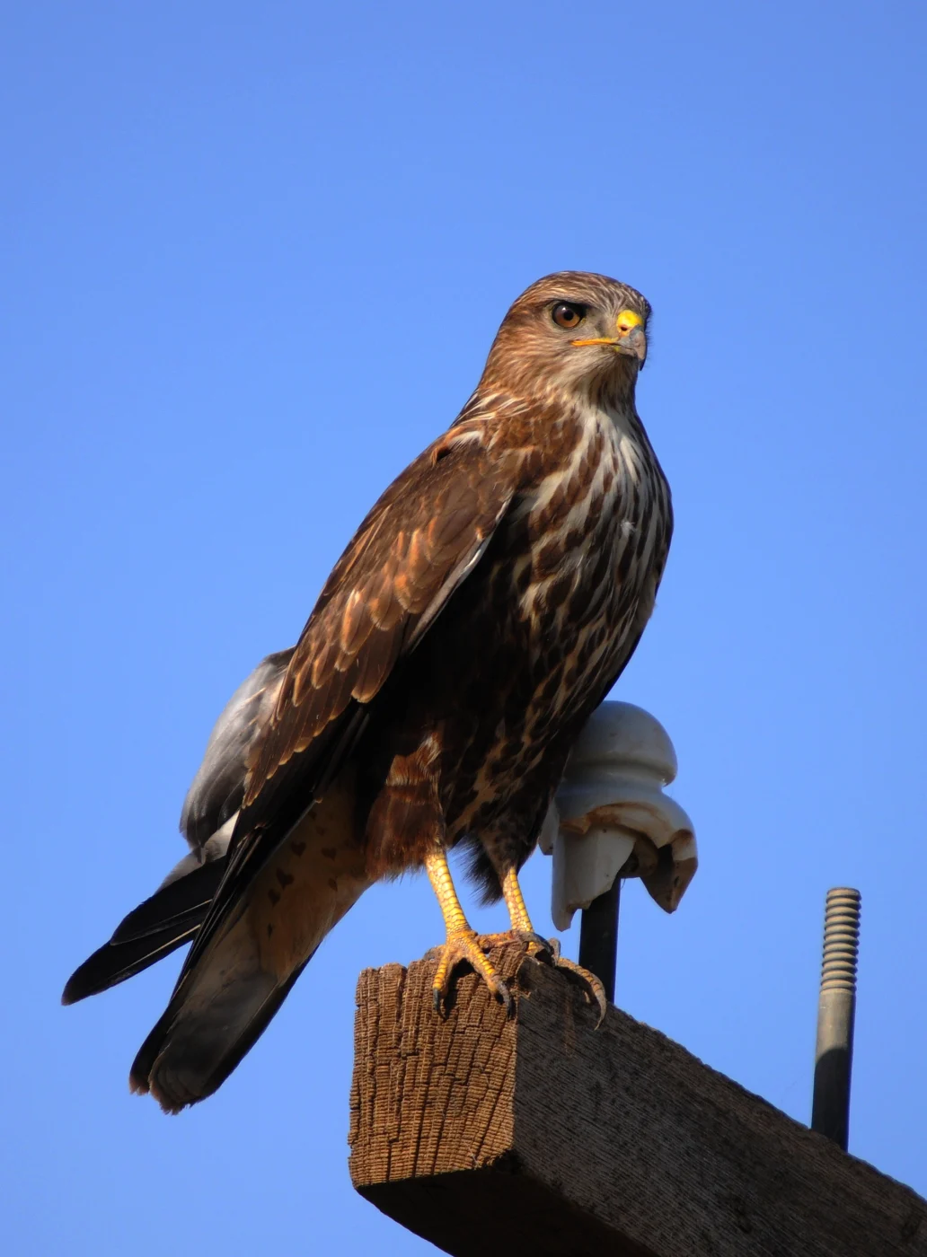 Long-legged Buzzard