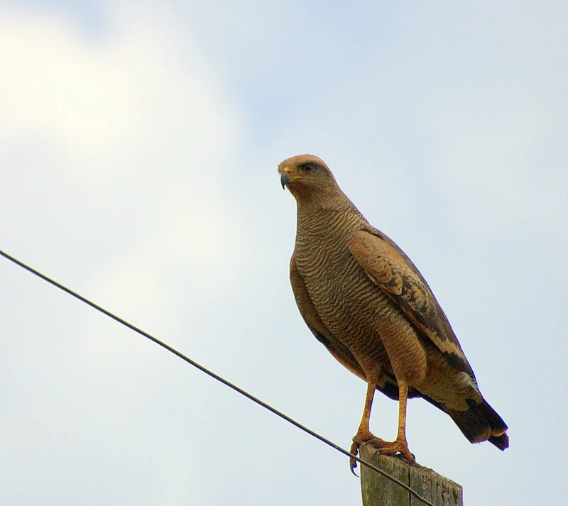 Savanna Hawk