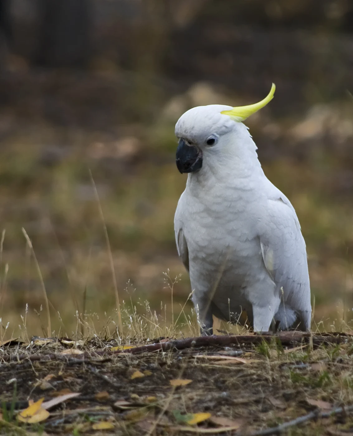 Sulphur-crested Cockatoo