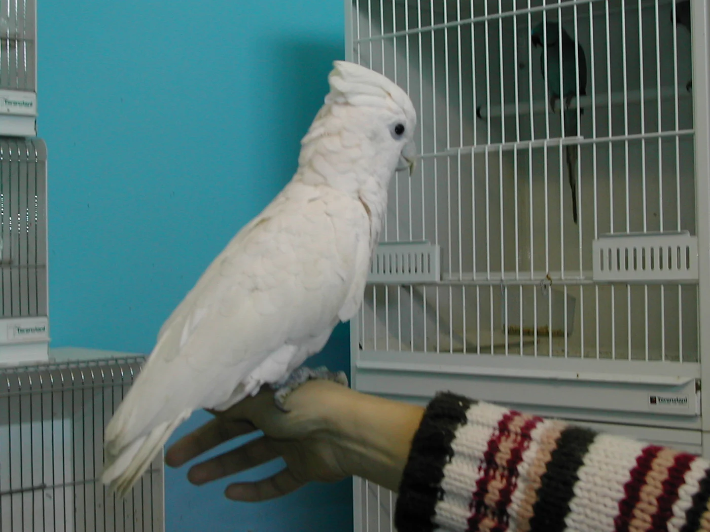 Western Corella