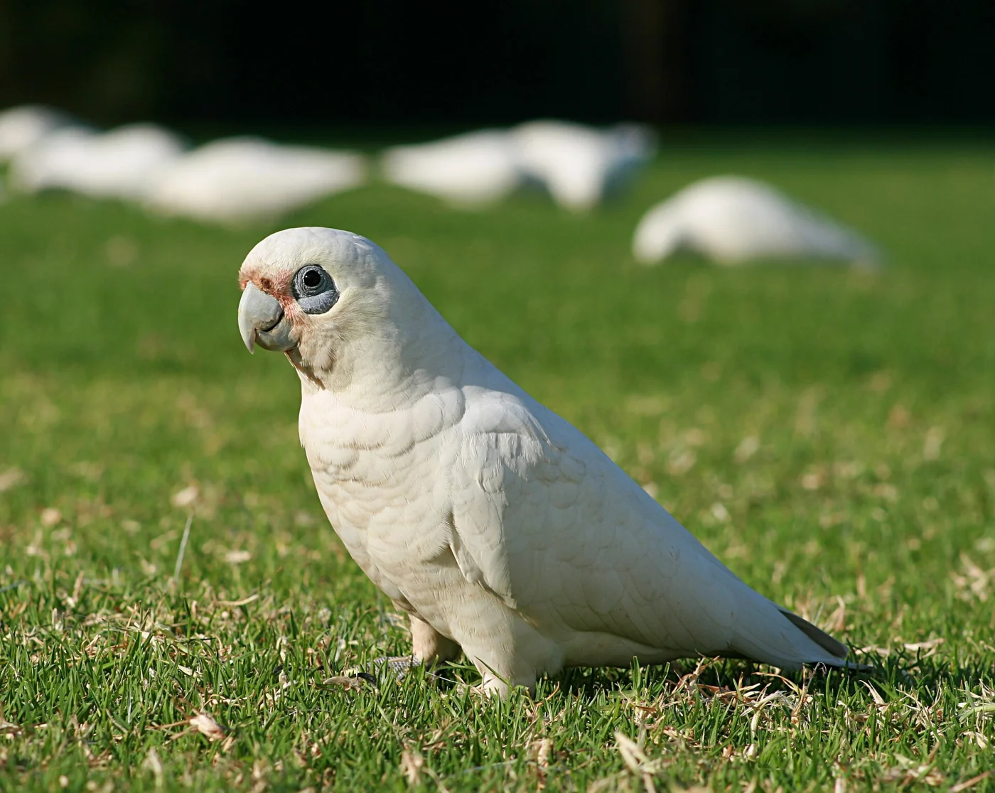 Little Corella