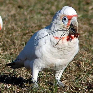 Long-billed Corella