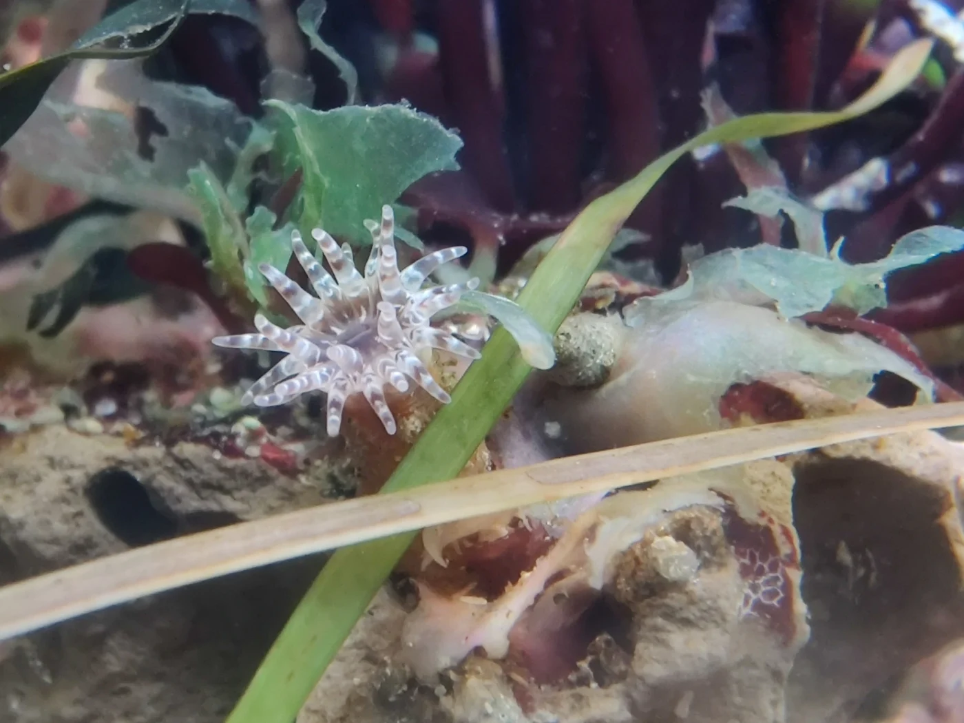 prickly anemone