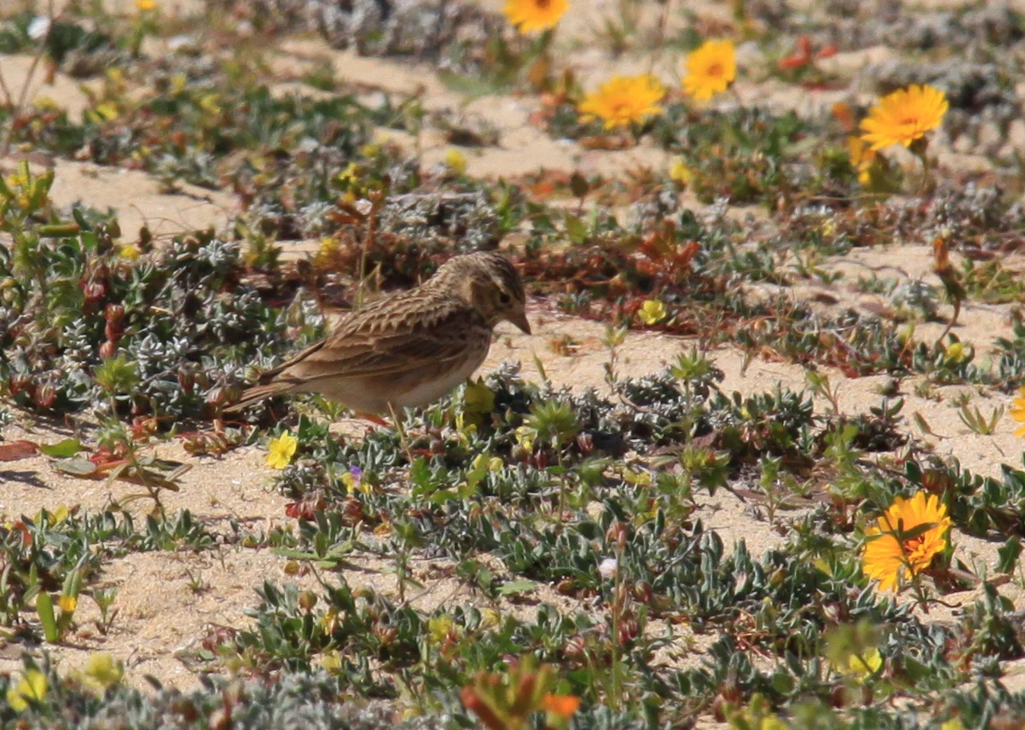 Asian Short-toed Lark